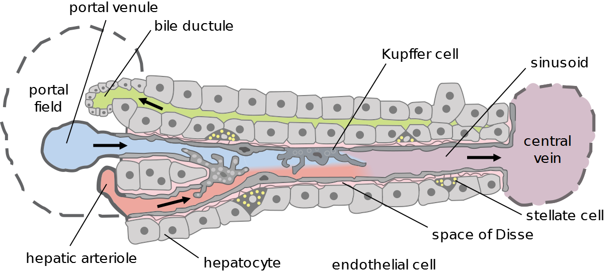 Hepatic_structure2